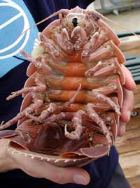 bigisopod.jpg