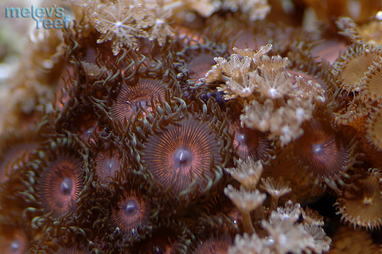 nano_sparkly_red_zoas.jpg