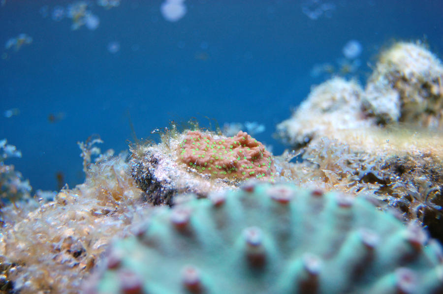 Purple_Cap_with_Green_Polyps_by_Logzor.jpg
