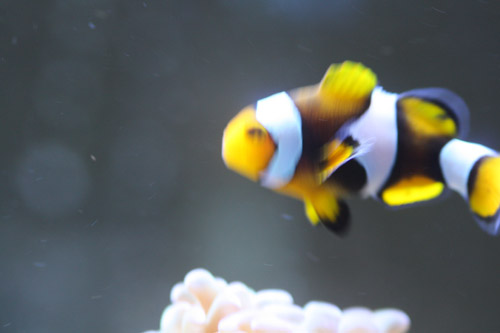 nemo2.jpg