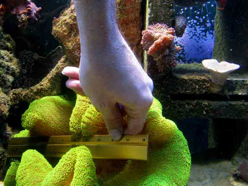 carpet-measure.jpg