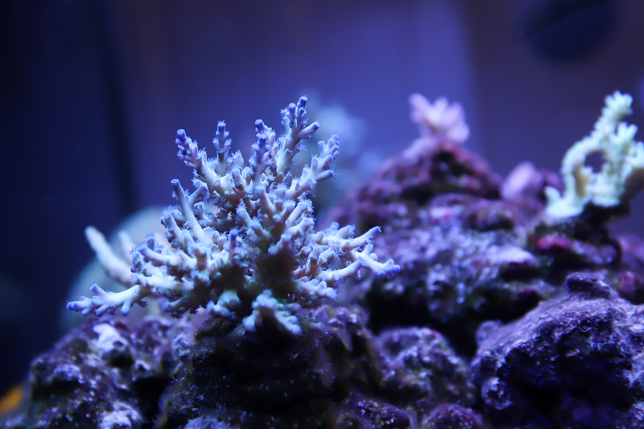 20170325-Aquarium-010-X2.jpg