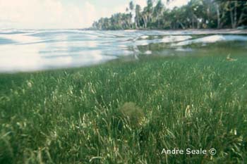 MI33%20(sea%20grass)Andre%20Seale.jpg