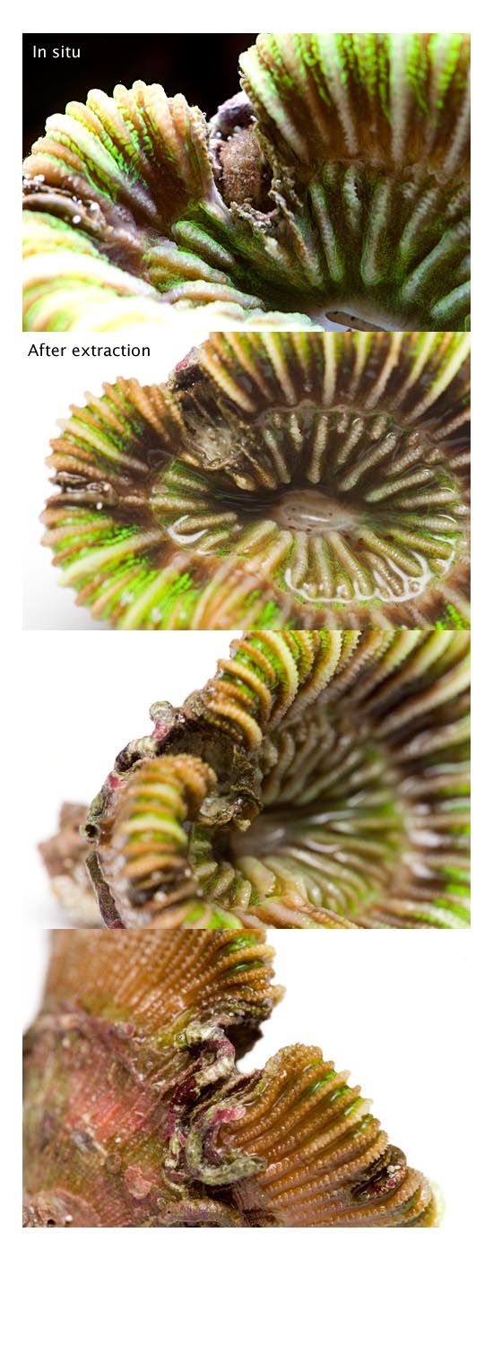 trachyphillia_damage.jpg
