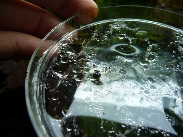 7-19-08_Egg.JPG
