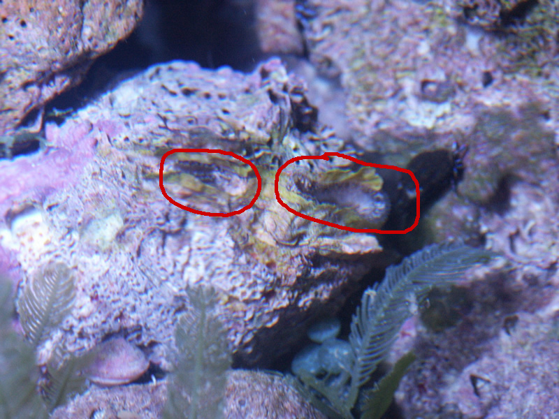 unknown_feeders_id_3.jpg