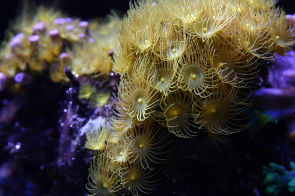 7-25-yellow_polyps.jpg