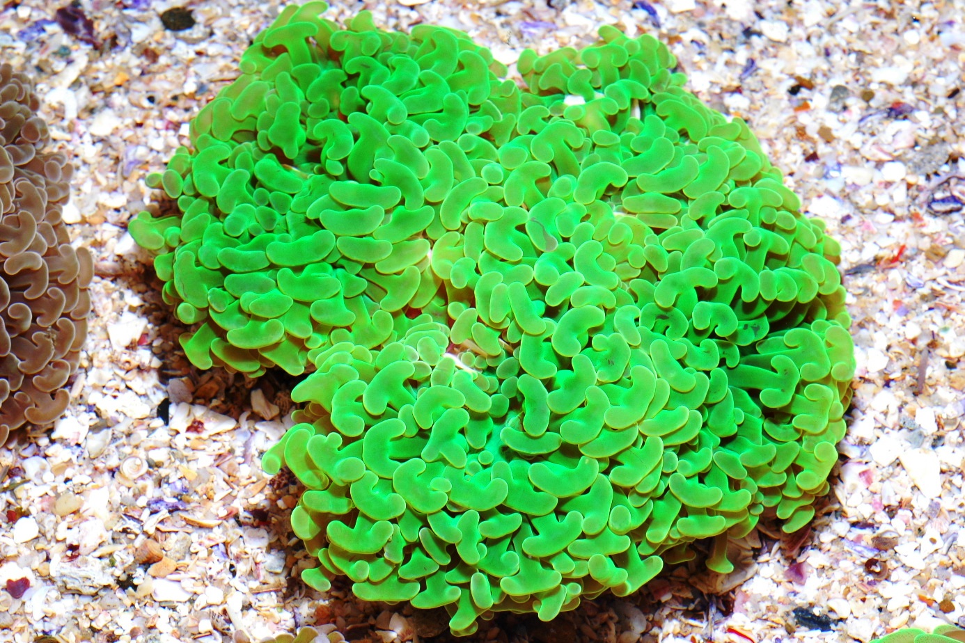 Ultra%20Green%20Hammer%20100.jpg