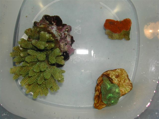 citypets%208-11-05.JPG