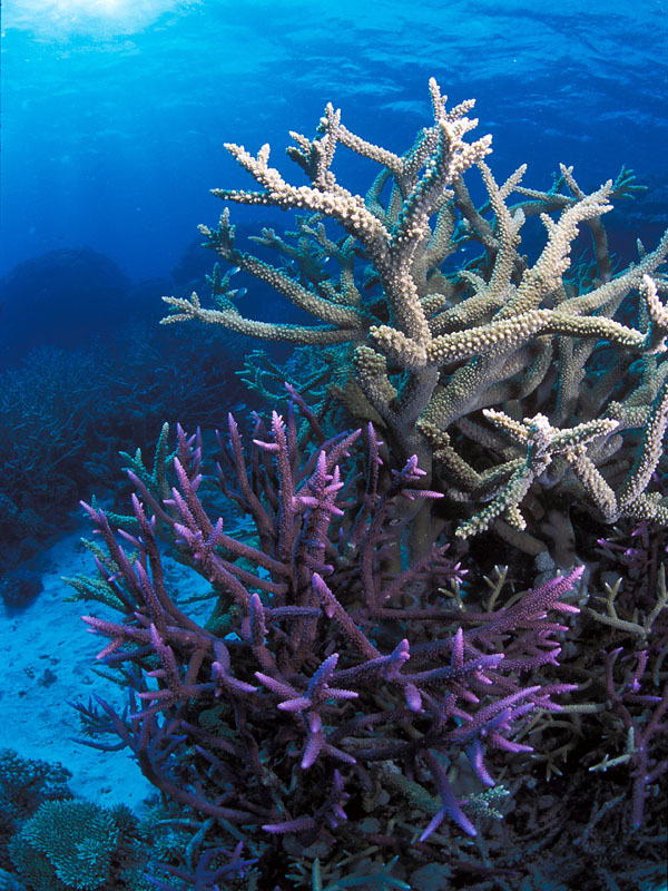 hard%20coral%201%20800x600.jpg