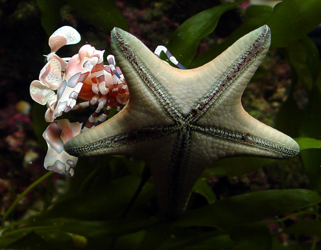 DSC04539_Starfish_Harlequin-vi.jpg