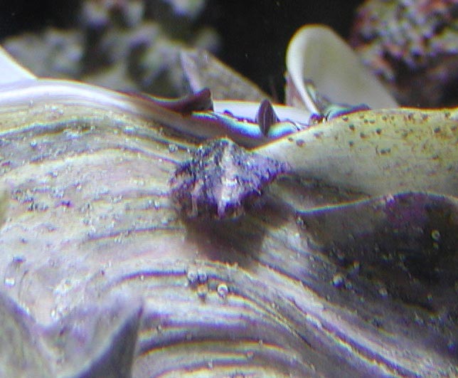 clam2.jpg