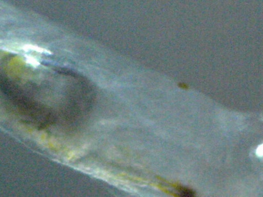 GBG_324_3.jpg
