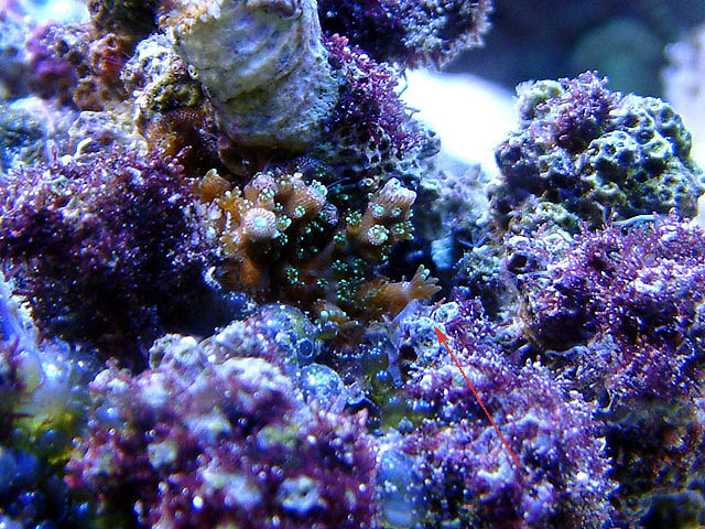 scripps_polyp.jpg