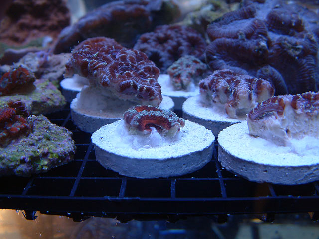 acan2.jpg