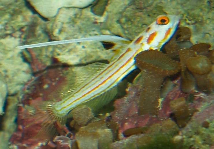 Yasa_Hashe_Goby.jpg
