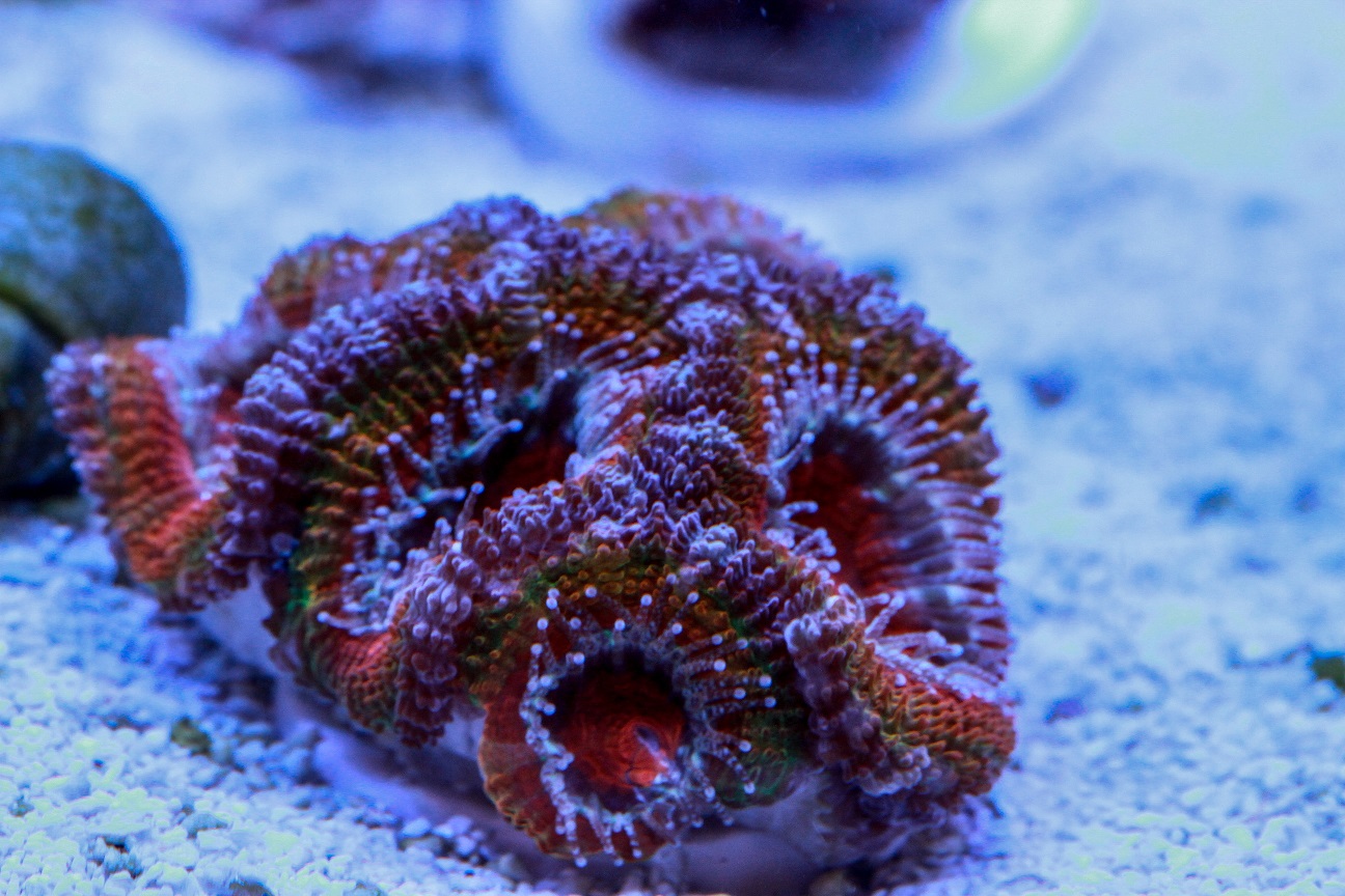 acan5.jpg