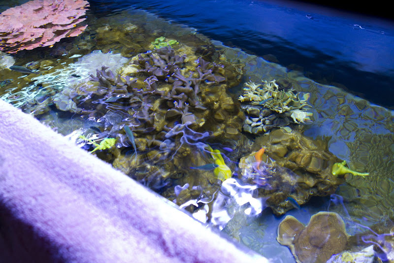 270-aquarium-6167.jpg