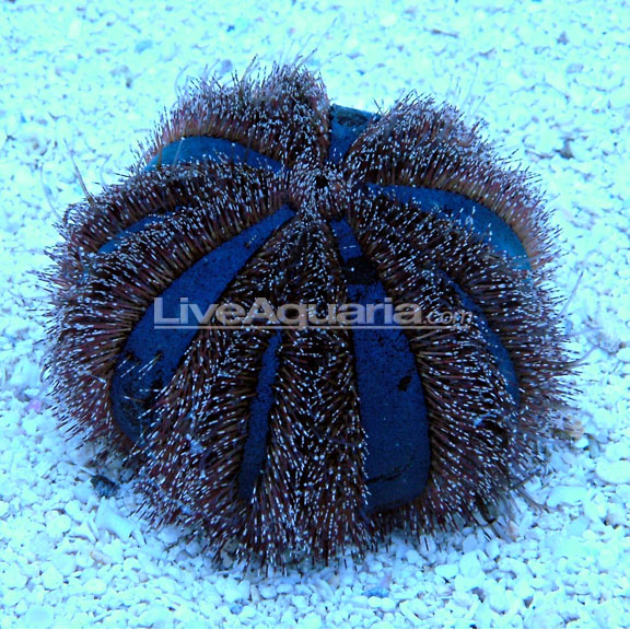 lg-79336-Blue-Tuxedo-Urchin.jpg