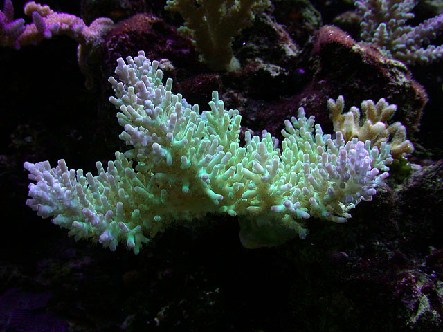 DSCN5595.jpg