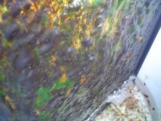 LFSscreenDay13small.jpg