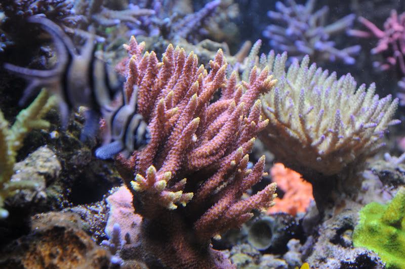 DSC_0432.JPG