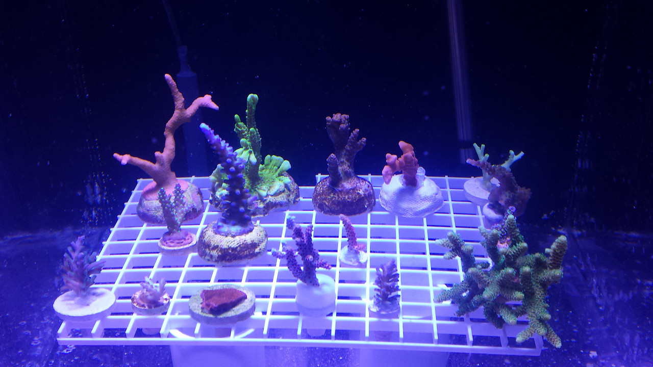 20140329_204554-X2.jpg