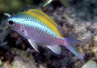 Chromis_ovalisJuvHI2.jpg