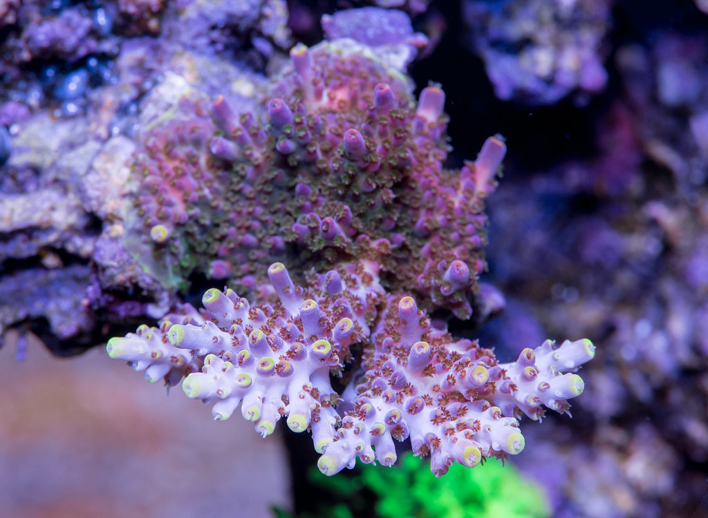 17111120139_a9b3a50be8_b.jpg