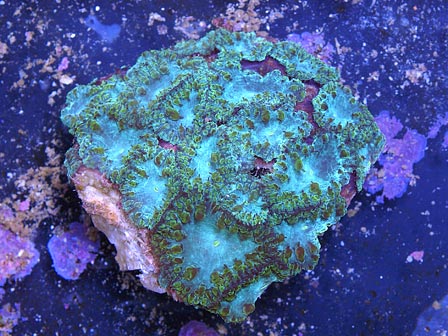 ebaycoral2.jpg