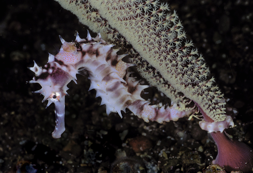 thorny_seahorse_06GJ1.jpg
