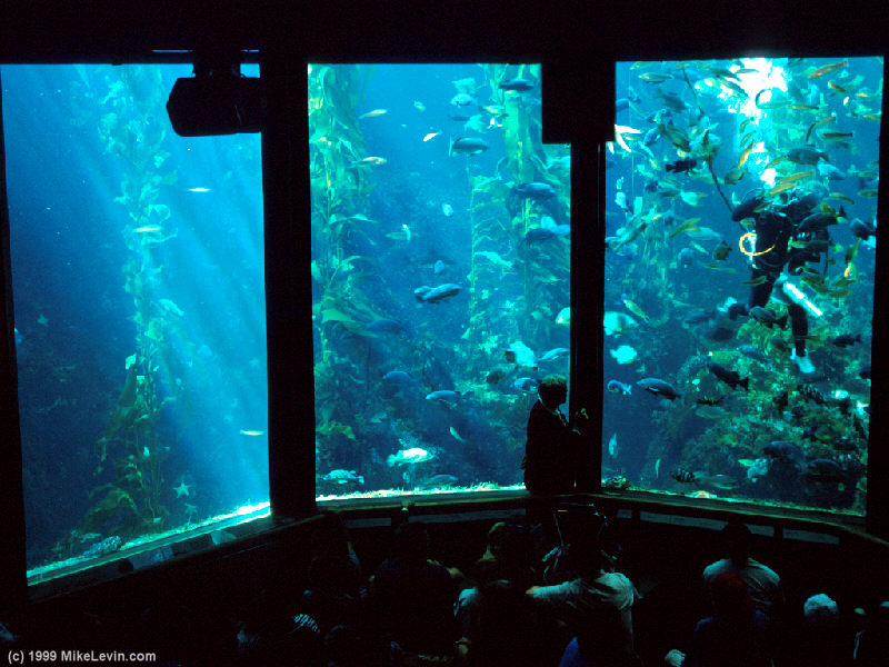 MontereyBayAquarium800.jpg