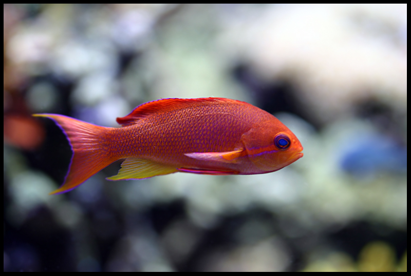 633_anthias.jpg