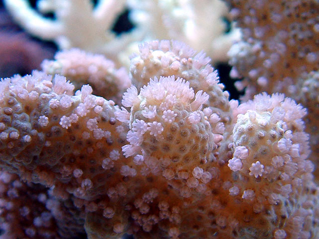 softy_polyps.jpg