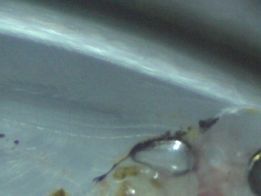 AL_647_5.jpg
