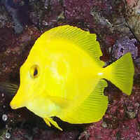 Yellow_TangKummers.jpg