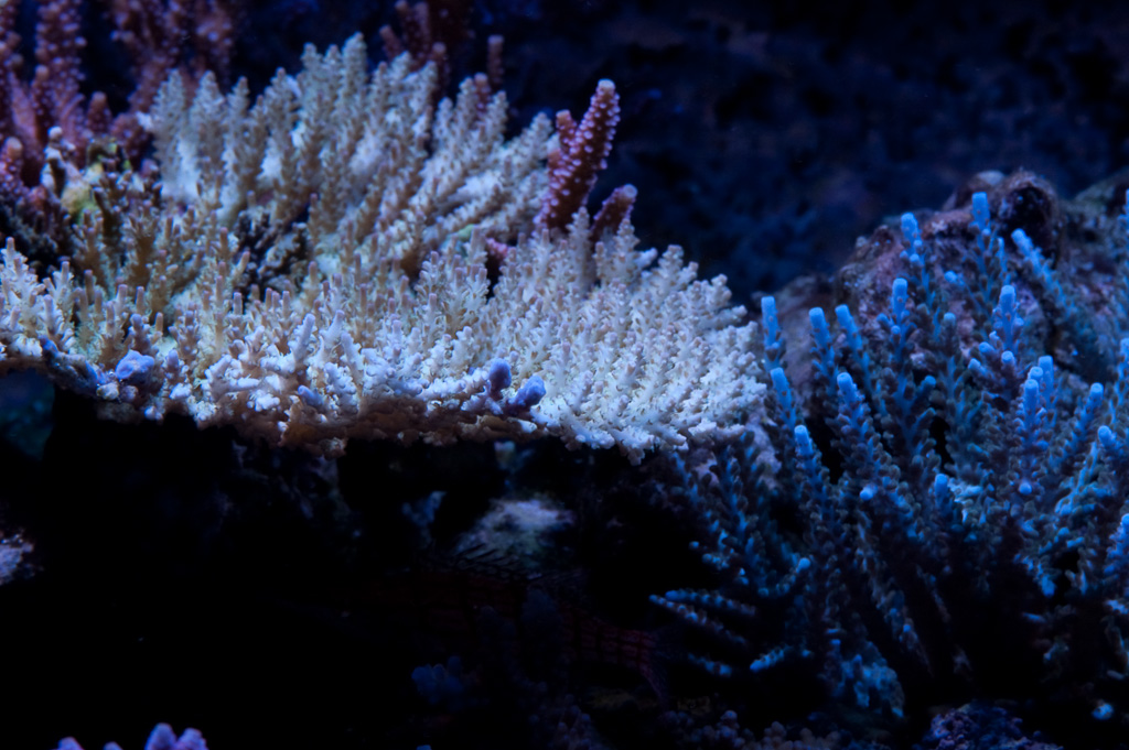 DSC_1818.jpg