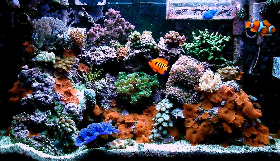 29g_051804_900.jpg