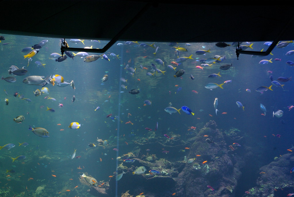 3140741558_8070da26f5_b.jpg