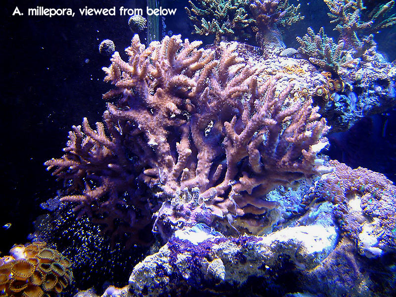 milli_base_polyps.jpg