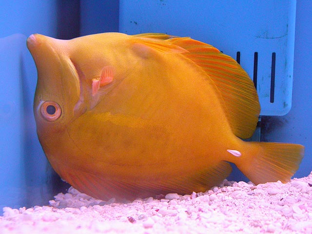upside_down_tang.jpg