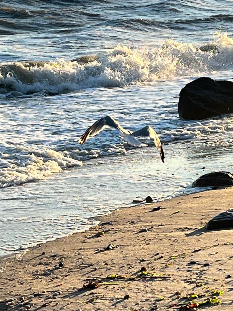 Seagull taking off.jpg