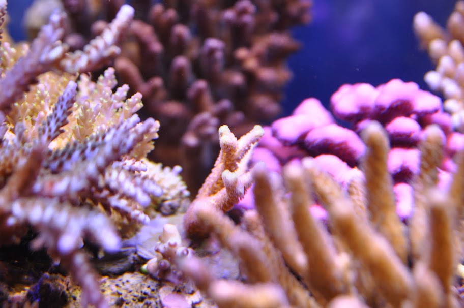 DSC_0157.JPG
