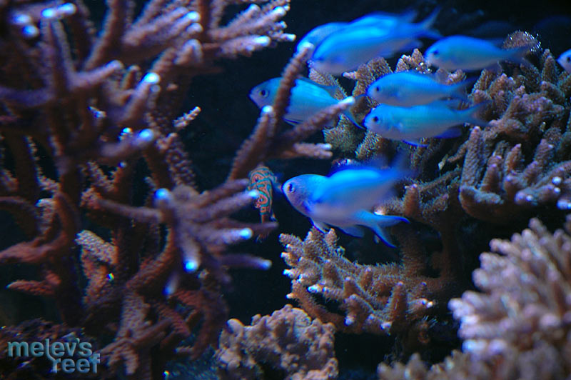 blue_cloud_d70.jpg