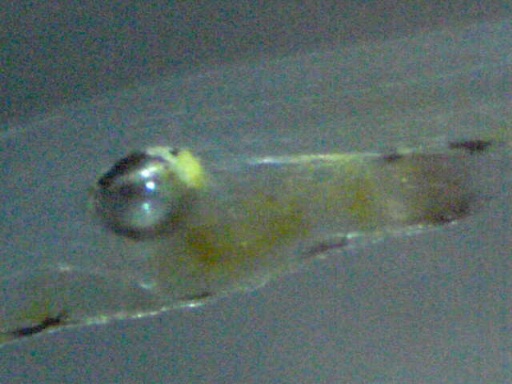 GBG_36_4.jpg