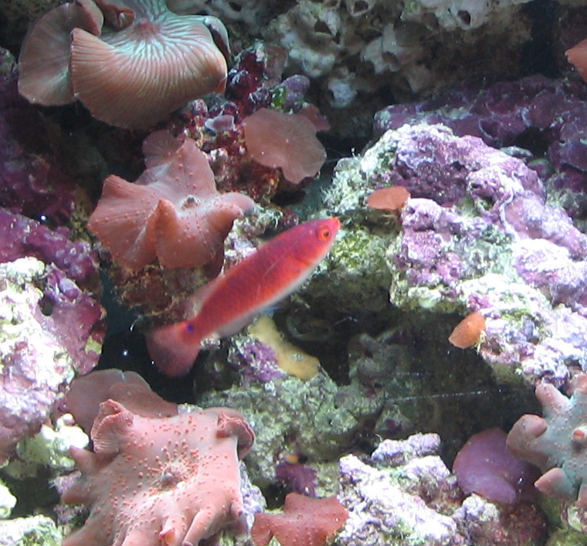 redwrasse2.jpg