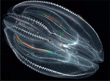 comb-jellies_18687_2.jpg