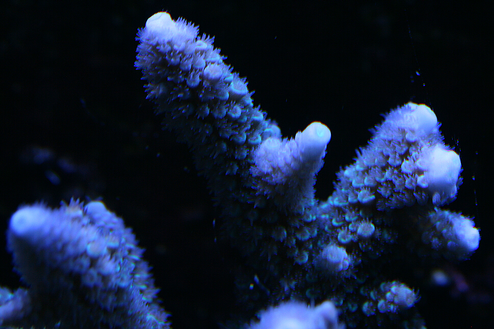 fuzzyblue 06252010.JPG