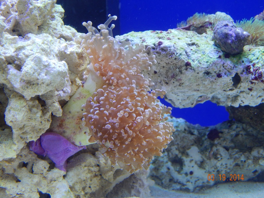 frogspawn.jpg