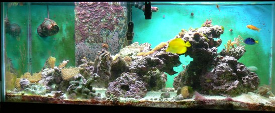 tank_20080320.jpg